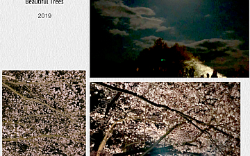 ☸︎˳*✦︎桜*.☸︎˳*✦︎∗︎ 松本市内の夜桜・・